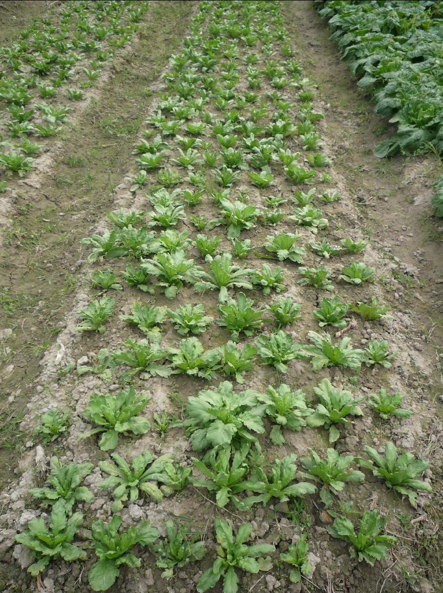 20101127 THE Organic Farm31